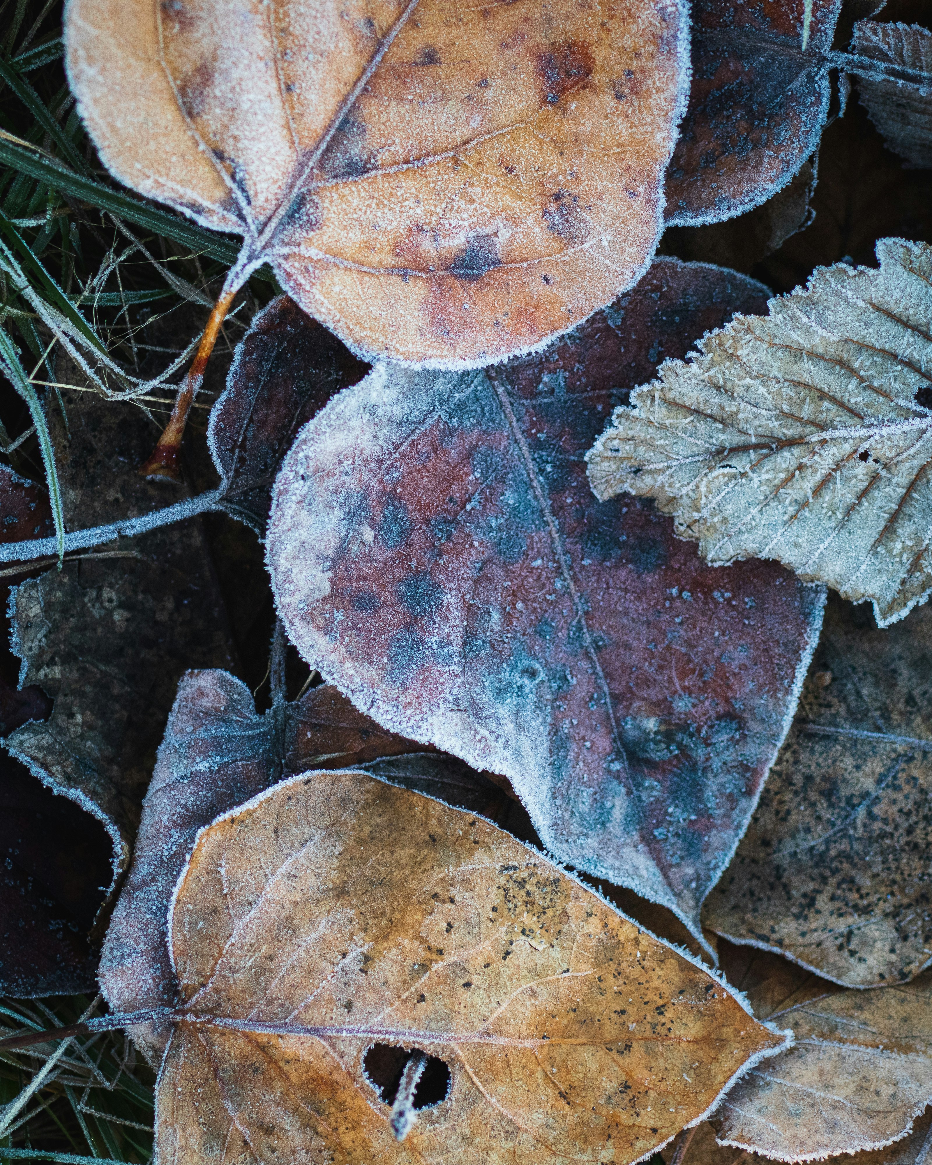 brown leaf with water droplets